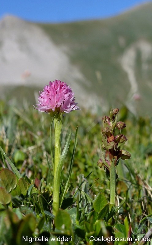 Orchidee e fiori del Monte Vettore e del Lago di Pilato � 26 giugno 2025.